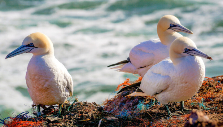 Grippe Aviaire : la colonie des Sept îles décimée